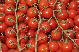 Tomato, A cluster of ripe cherry tomatoes on green vines, showcasing vibrant red color and