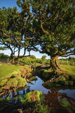 Centuries-old til trees in fantastic magical idyllic Fanal Laurisilva forest on sunset. Madeira