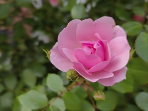 Rose (Rosa sp.), North Rhine-Westphalia, Germany, Europe