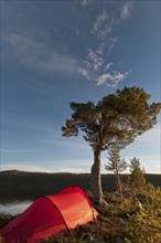 Tent at Lake Gutulisjoen, Gutulia National Park, Hedmark Fylke, Norway, Bivouac, Norway, Europe