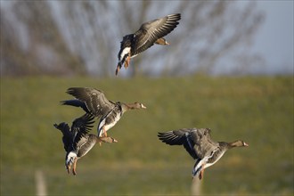 Greater white-fronted goose (Anser albifrons), group on approach, Bislicher Insel nature reserve,