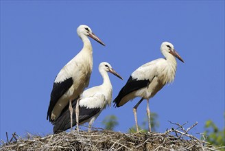 Three young white storks at the nest, Oldenburger Münsterland, Vechta, Lower Saxony, Federal