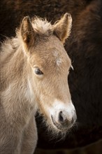 Portrait of a light brown foal of the Icelandic horse breed. The colour is isabella, the white area