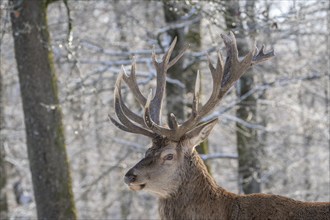 Red deer (Cervus elaphus), head portrait, Vulkaneifel, Rhineland-Palatinate, Germany, Europe