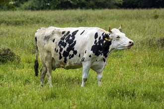 Dairy cow of the Holstein Friesian breed grazing in the Palatinate