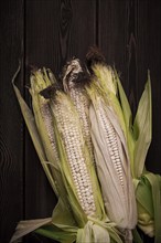 Corn cobs, on a wooden table, top view, close-up, rustic, selective focus, dairy corn