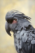 Palm cockatoo (Probosciger aterrimus), portrait, captive, occurring in Australia and New Guinea