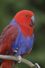 New Guinea noble parrot (Eclectus polychloros, Eclectus roratus polychloros), female, captive,