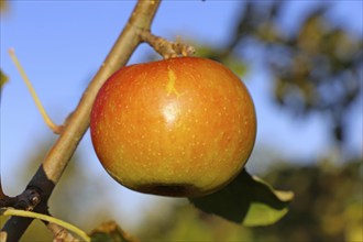 Ripe apple (or apples) on a tree in a meadow orchard in autumn