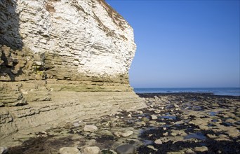 Coastal scenery at Flamborough Head, Yorkshire, England, United Kingdom, Europe