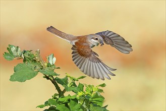 Red-backed shrike (Lanius collurio), female, flight photo with prey, Hockenheim, Baden-Württemberg,