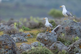 Yellow-legged gull (Larus michahellis), Hides De Calera / Steppe Raptors, Calera Y Chozas, Castilla