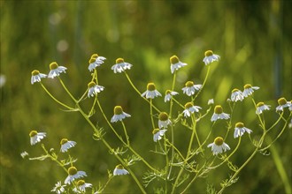 Flowering camomile, Münsterland, North Rhine-Westphalia, Germany, Europe