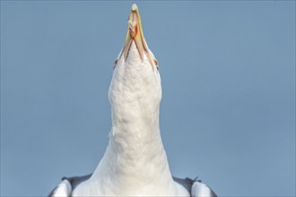 Lesser Black-backed Gull (Larus fuscus) calling in a port on the Atlantic coast. Camaret, Crozon,