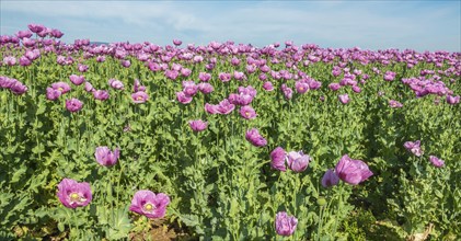 Opium poppy (Papaver somniferum), cultivation of edible poppy, poppy field, Donnersbergkreis,