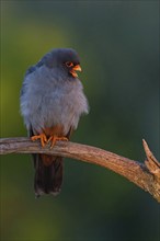 Red-footed Falcon, (Falco vespertinu), perching station, falcon family, Tower Hide, Tiszaalpár,