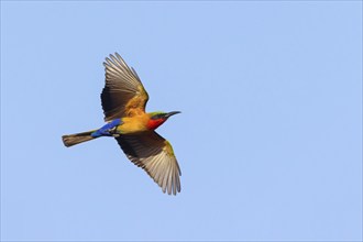 Red-throated Bee-eater, (Merops bulocki), flight photo, Bansang quarry, Bansang, South Bank,