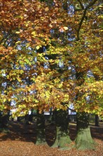 Trees with autumnal colourful discoloured colourful leaves autumn leaves in forest autumn forest