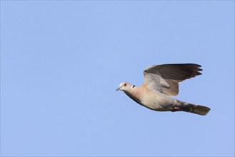 Mourning collared dove (Streptopelia decipiens), Lamin rice fields, Abuko, South Bank, Gambia,