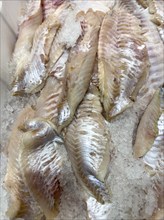 Display of fish caught fish fresh fish redfish fillets fillets of redfish (Sebastes norvegicus) on