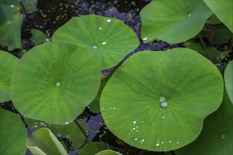 Green water lily pads with water droplets in the pond, creating a natural and calming atmosphere,