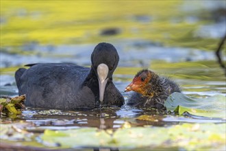 Eurasian burbot (Fulica atra) feeding its chicks. Bas Rhin, Alsace, France, Europe