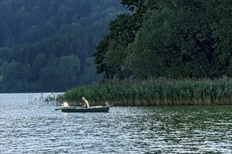 Single angler in rowing boat on the shore with common reed (Phragmites australis), Schliersee,