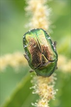 Golden crownwort (Cetonia aurata) on a chestnut blossom. Bas Rhin, Alsace, France, Europe