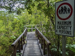 Suspension bridge on trail to viewpoint at Ventisquero Colgante (hanging glacier), Park Quelat,