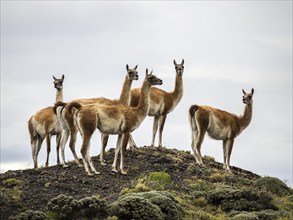 Guanakos on a hill, Torres del Paine national park, Patagonia, Chile, South America