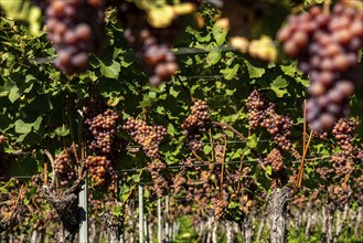 Wine growing, in the Adige Valley, near the village of Tramin on the Wine Road, South Tyrol, large