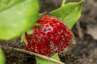 Close-up of a ripe strawberry in the kitchen garden