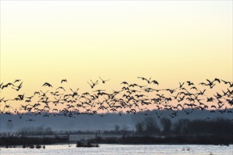 White-fronted goose (Anser albifrons), geese take off from the roost, departure, in front of