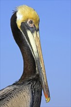 Brown pelican (Pelecanus occidentalis), Brown Pelican, Portrait, Sanibel Fishing Pier, Sanibel,