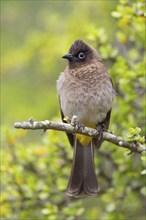 Cape bulbul (Pycnonotus capensis), Addo Elephant National Park, Addo, Western Cape, South Africa,