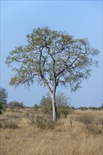 Tree in the African savannah, Kruger National Park, South Africa, Africa