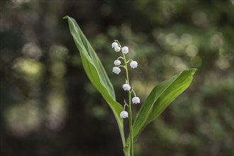 Lily of the valley (Convallaria majalis), Emsland, Lower Saxony, Germany, Europe