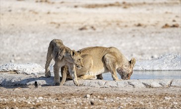 Lions (Panthera leo), mother with young, drinking at the waterhole, Nebrowni Waterhole, Etosha