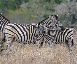 Plains zebras (Equus quagga), mother with young, in high grass, Kruger National Park, South Africa,