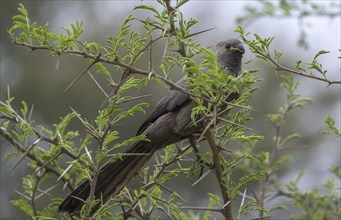 Grey go-away-bird (Corythaixoides concolor) eating leaves of an acacia tree, Kruger National Park,