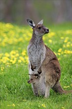 Kangaroo Island grey kangaroo (Macropus fuliginosus fuliginosus), adult, female, young animal, in