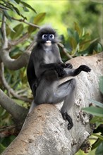 Spectacled langur (Trachypithecus obscurus), Asia, male, adult, tree, Malaysia, Asia