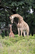 Cape giraffe (Giraffa camelopardalis giraffa), mother with juvenile, adult with juvenile, Saint