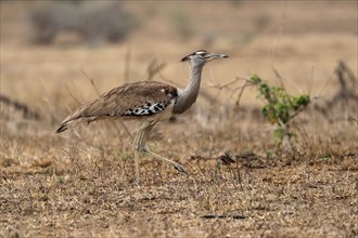 Giant bustard, kori bustard (Ardeotis kori), adult, running, foraging, alert, Kruger National Park,