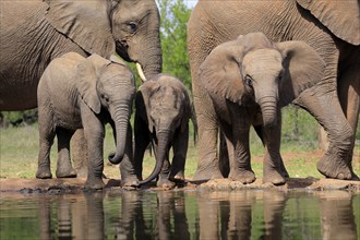 African elephant (Loxodonta africana), three young animals, at the water, drinking, group, Kruger