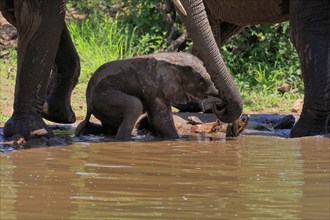 African elephant (Loxodonta africana), young animal, calf, baby elephant, mother, young animal with