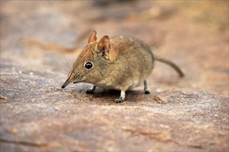 Short-eared elephant shrew, (Macroscelides probosideus), adult, foraging, Mountain Zebra National