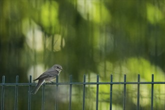 A spotted flycatcher (Muscicapa striata) sitting on a fence in front of a blurred green background,