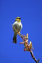 Golden-headed Penduline Tit, (Auriparus flaviceps), adult, on wait, on Ocotillo, singing, Sonoran