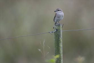 Red-backed shrike (Lanius collurio) female, Emsland, Lower Saxony, Germany, Europe